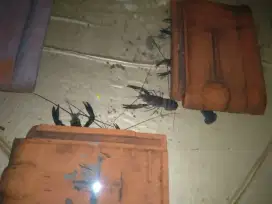 Indukan lobster air tawar