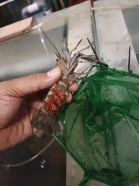 Indukan lobster air tawar