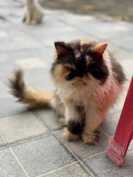 Kucing 4 Ekor Angkut Semua