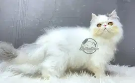 Kucing Persian Peaknose Jantan 4