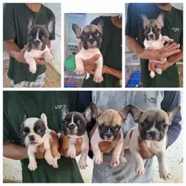 DIJUAL Anakan Frenchie