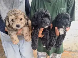 Dijual P Poodle