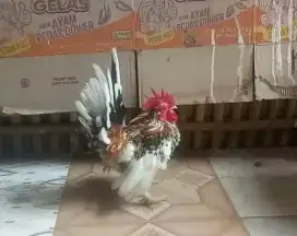 Ayam kate jantan blorok madu