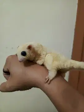 sugar glider leucistik betina dewasa murmer