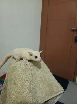 sugar glider jantan creamino dewasa