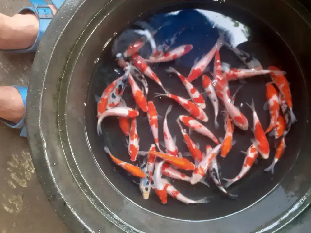 Jual koi waran uk 15 cm paket 40 ekor