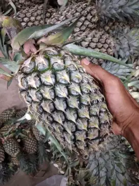 JUAL BUAH NANAS FRESH