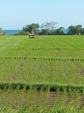 Tanah Los Pantai Medewi Bali, SHM, Boleh Ambil 7400m2