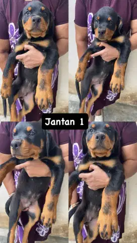 Rottweiler Jantan 
Anak Import