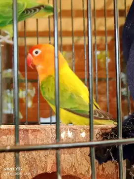 Lovebird biola Euwing green love bird