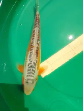 Ikan koi jenis Hana Shusui 39cm