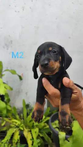 1 puppy jantan tekel/dachshund