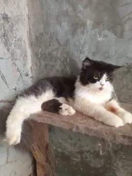 SEPASANG INDUKAN KUCING PERSIA