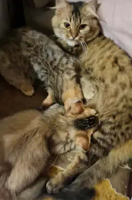 Adopsi kucing ibu dan 2 anakannya