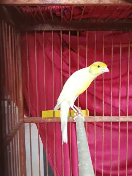 Burung kenari pejantan sf foi warna seger