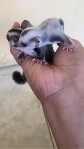 Open Adopt Sugar Glider
