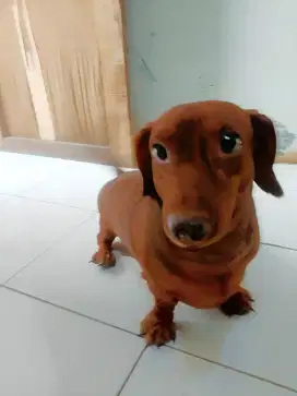 Sedia pejantan dachshund red untuk pacak