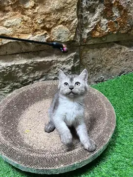 Kucing Scottish