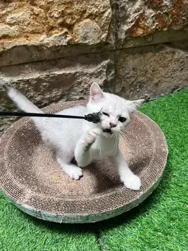 kucing scottish