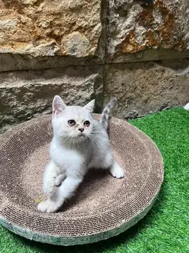 kucing scottish straight