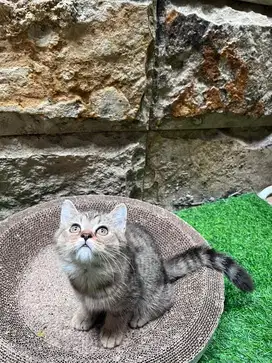 kucing scottish straight