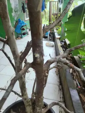 Kupa lamdak brazil
