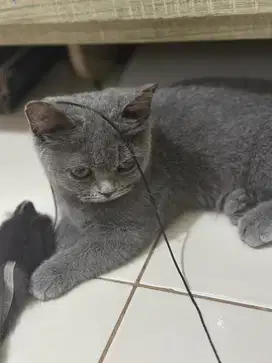 Munchkin BSH Betina