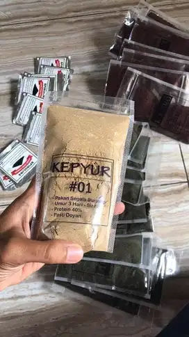 Kepyur01 pakan burayak 3 hari