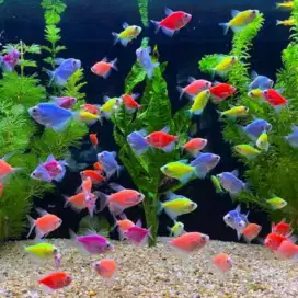 ikan glowfish tetra paketan isi 50ekor