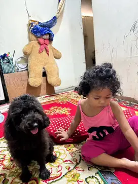 Poodle hitam jantan