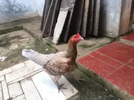 Ayam Telor Biru (turunan bangkok & pelung)