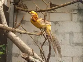 Ayam ekor panjang