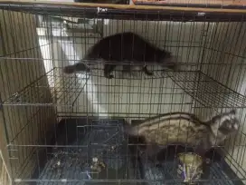 Jual musang sepasang dan kandangnya