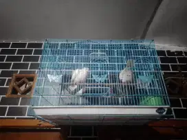 PUTER PELUNG JODOHAN