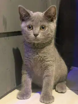 Kitten british short hair / bsh betina 3bln solid blue vaksin 1x