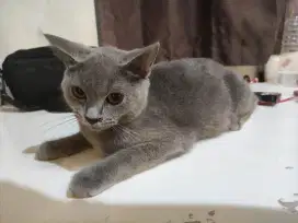 Kiiten british short hair / bsh jantan 5bln vaksin 2x done