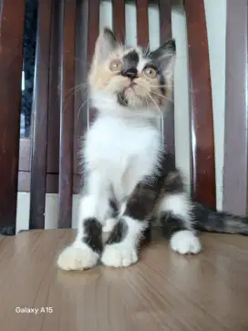 Kitten BSH mix Exotic