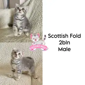 BSH British Shorthair, Scotish Fold, Munchkin, mainecoon, persia