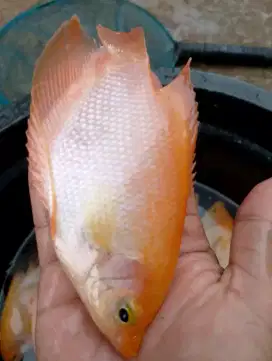 Ikan gurame padang 4 jari