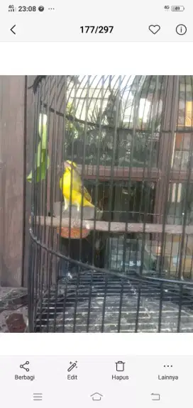 Mozambik Rajin Bernyanyi