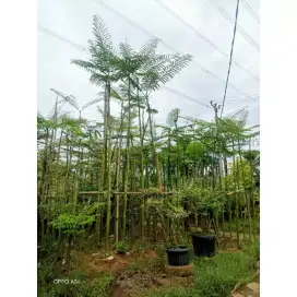 Kual pohon pelindung pakis brazil