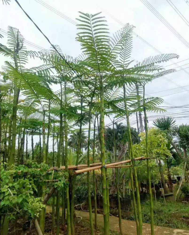 Jual pohon pelindung pakis brazil