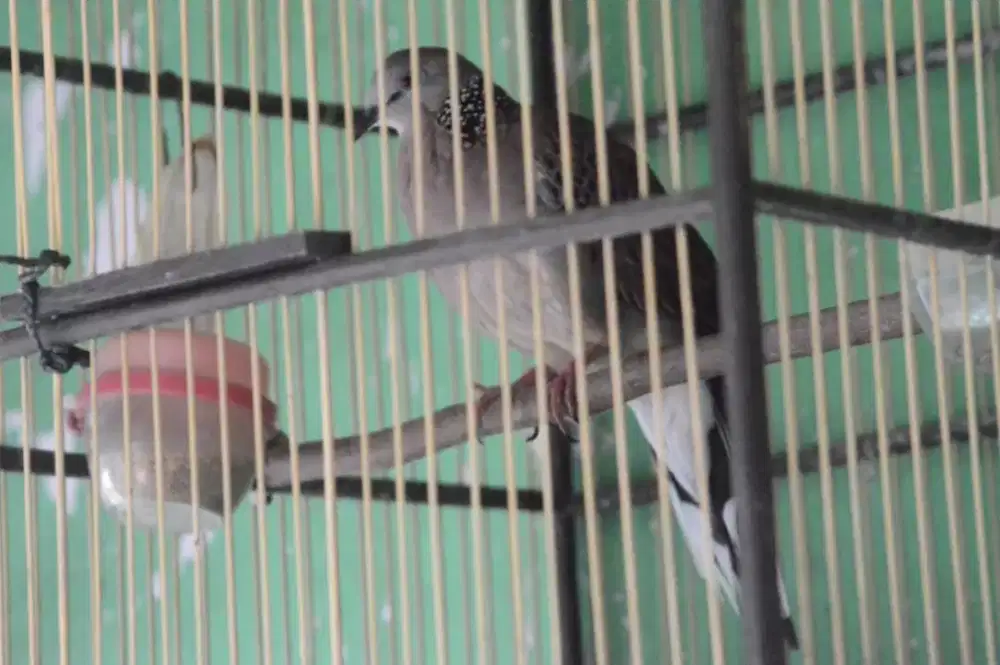 Terkukur Kuk-2 JANTAN RAJIN