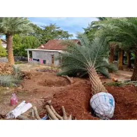 Jual pohon palm kenari siap kirim