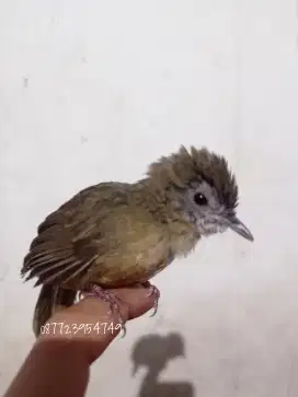Wambi Mini paud  Jantan ternakan lokal