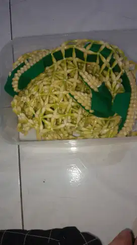 Melati sultan Sunda masih ok