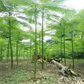 Ready pohon pakis brazil/solobium