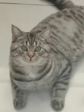 British Shorthair Jantan
