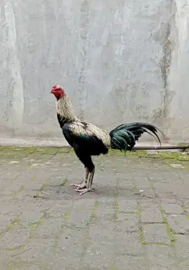 Ayam Bangkok Muda Manggon