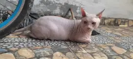 Kucing Sphynx Jantan